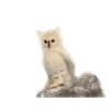 Handcrafted 7 Inch Lifelike Snowy Owl Stuffed Animal by Hansa