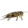 Lifelike Cricket Stuffed Animal by Hansa